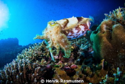 Cuttlefish on reef. Taken with a canon 50D, Tokina 10-17m... by Henrik Rasmussen 